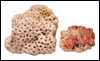 Coral - Stylophora
